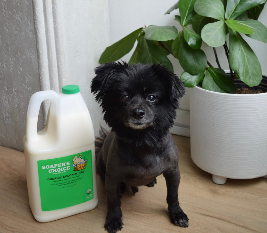 Spring Refresh: Simple Topical Oils for a Well-Groomed Coat